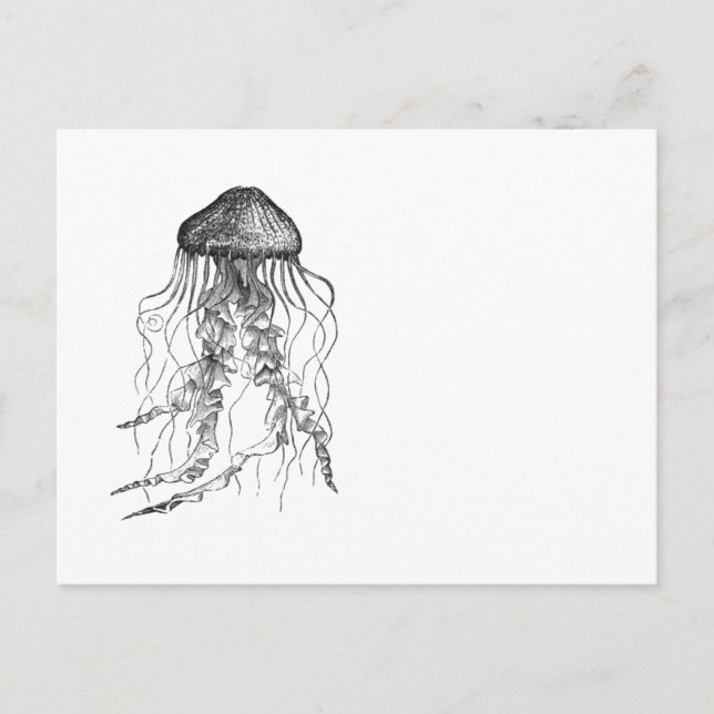 Jellyfish Black and White Pencil Teckning Sketch Vykort (Framsida)