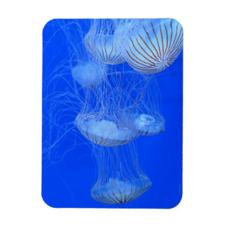 JELLYFISH BLUE OCEAN AQUATIC LIFE PHOTOGRAFI MAGNET