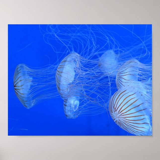 JELLYFISH BLUE OCEAN AQUATIC LIFE PHOTOGRAFI POSTER (Framsidan)