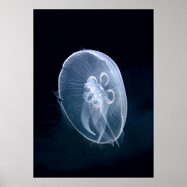 Jellyfish Bright Translucent Blue Porträtt Poster (Framsidan)