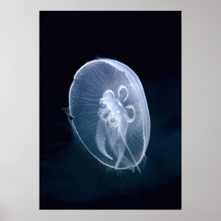 Jellyfish Bright Translucent Blue Porträtt Poster