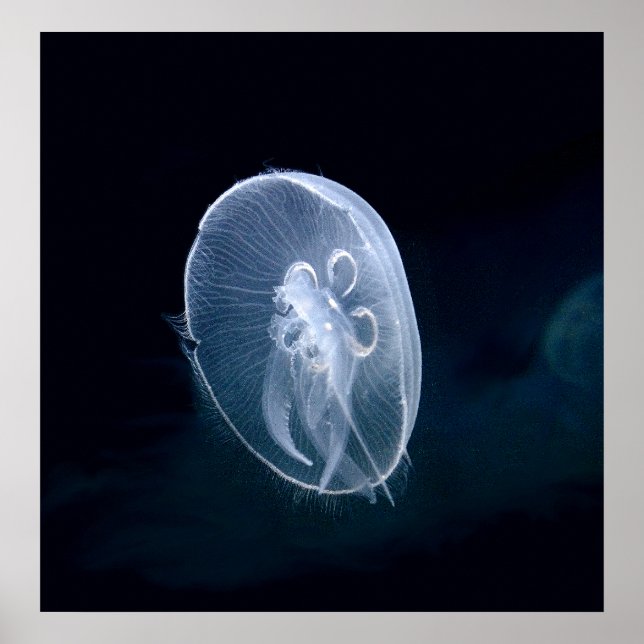Jellyfish Bright Translucent Blue Skriv ut Poster (Framsidan)
