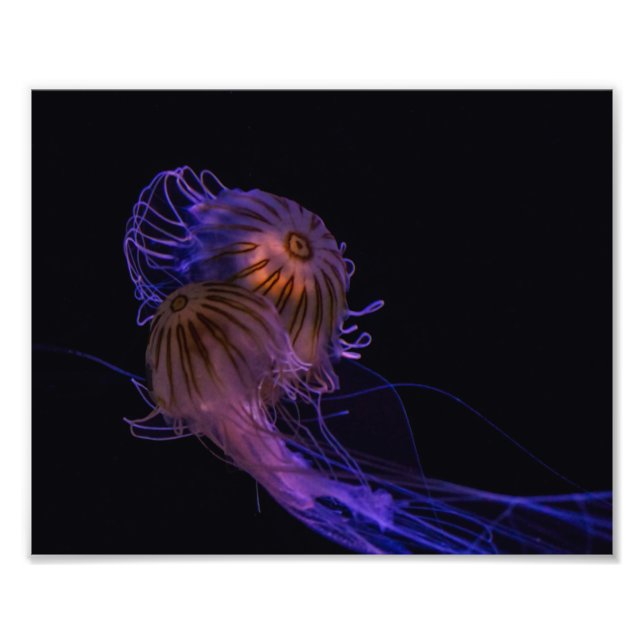 Jellyfish Dance Partners Fototryck (Framsidan)