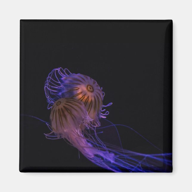 Jellyfish Dance Partners Magnet (Framsidan)