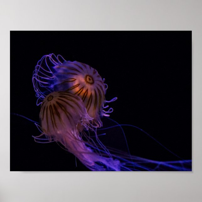 Jellyfish Dance Partners Poster (Framsidan)
