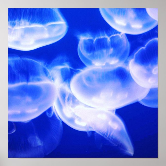 Jellyfish Deep Blue Poster (Framsidan)