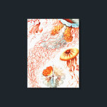 Jellyfish, Discomedusae, Ernst Haeckel Canvastryck<br><div class="desc">Jellyfish,  Discomedusae Scheibenquallen av Ernst Haeckel Kanvastryck</div>