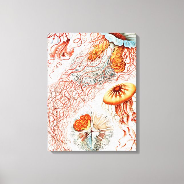 Jellyfish, Discomedusae, Ernst Haeckel Canvastryck (Framsida)