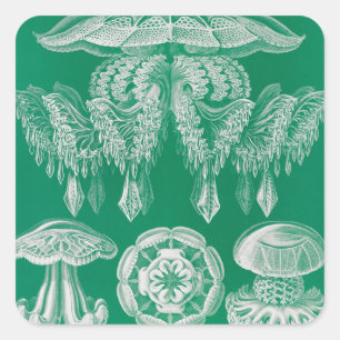 Jellyfish, Discomedusae, Ernst Haeckel Fyrkantigt Klistermärke