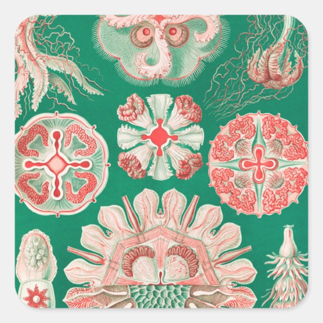 Jellyfish, Discomedusae, Ernst Haeckel Fyrkantigt Klistermärke (Framsida)