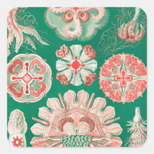 Jellyfish, Discomedusae, Ernst Haeckel Fyrkantigt Klistermärke
