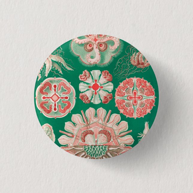 Jellyfish, Discomedusae, Ernst Haeckel Knapp (Framsida)