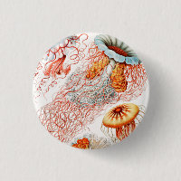 Jellyfish, Discomedusae, Ernst Haeckel