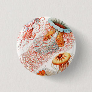 Jellyfish, Discomedusae, Ernst Haeckel Knapp