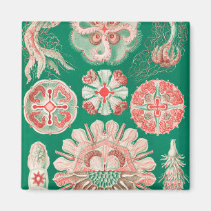 Jellyfish, Discomedusae, Ernst Haeckel Magnet