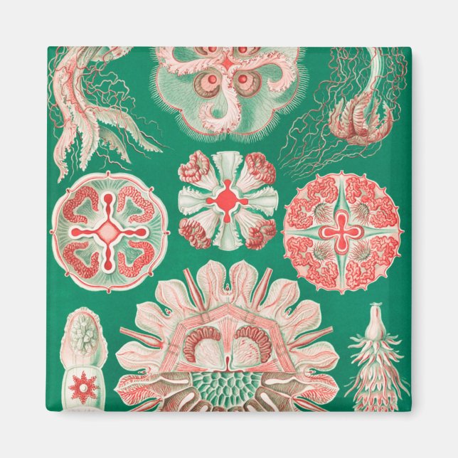 Jellyfish, Discomedusae, Ernst Haeckel Magnet (Framsidan)