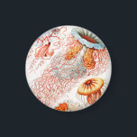 Jellyfish, Discomedusae, Ernst Haeckel Magnet<br><div class="desc">Jellyfish,  Discomedusae Scheibenquallen av Ernst Haeckel Magnet</div>