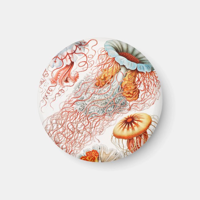 Jellyfish, Discomedusae, Ernst Haeckel Magnet (Framsidan)