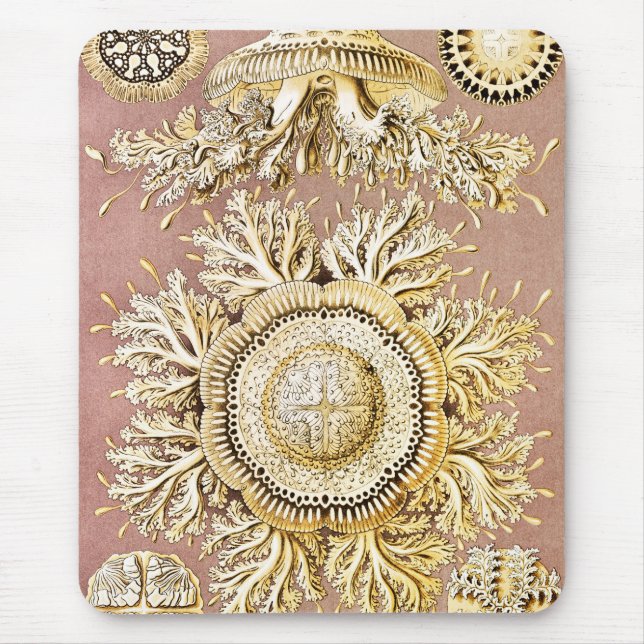 Jellyfish, Discomedusae, Ernst Haeckel Musmatta (Framsidan)