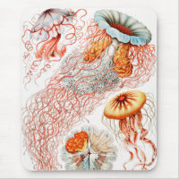 Jellyfish, Discomedusae, Ernst Haeckel