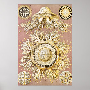 Jellyfish, Discomedusae, Ernst Haeckel Poster