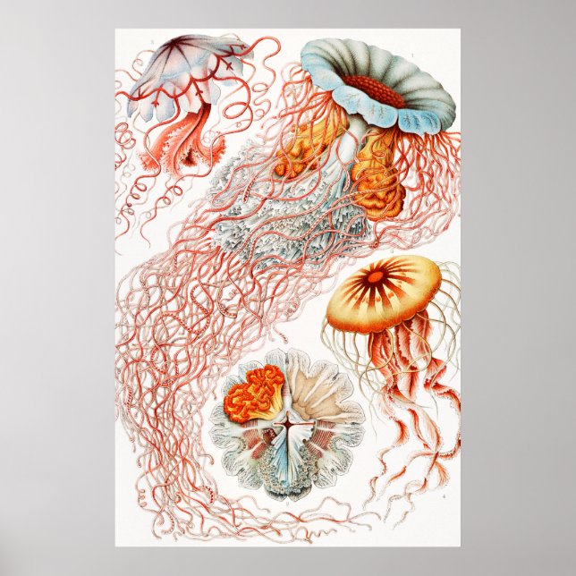 Jellyfish, Discomedusae, Ernst Haeckel Poster (Framsidan)