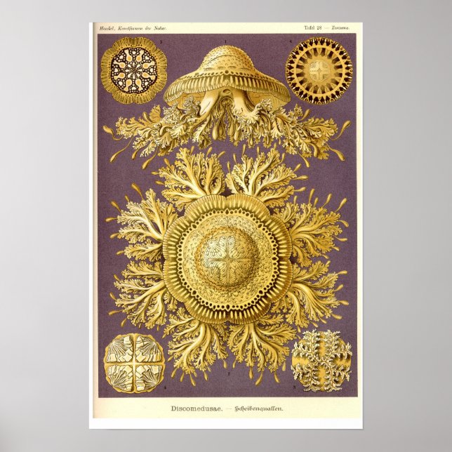 Jellyfish - Discomedusae - Ernst Haeckel Poster (Framsidan)