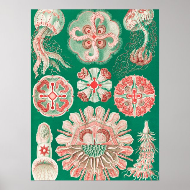 Jellyfish, Discomedusae, Ernst Haeckel Poster (Framsidan)