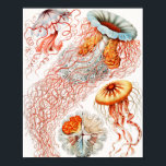 Jellyfish, Discomedusae, Ernst Haeckel Poster<br><div class="desc">Jellyfish,  Discomedusae Scheibenquallen av Ernst Haeckel Poster</div>