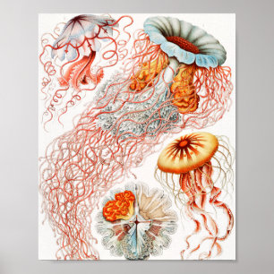 Jellyfish, Discomedusae, Ernst Haeckel Poster