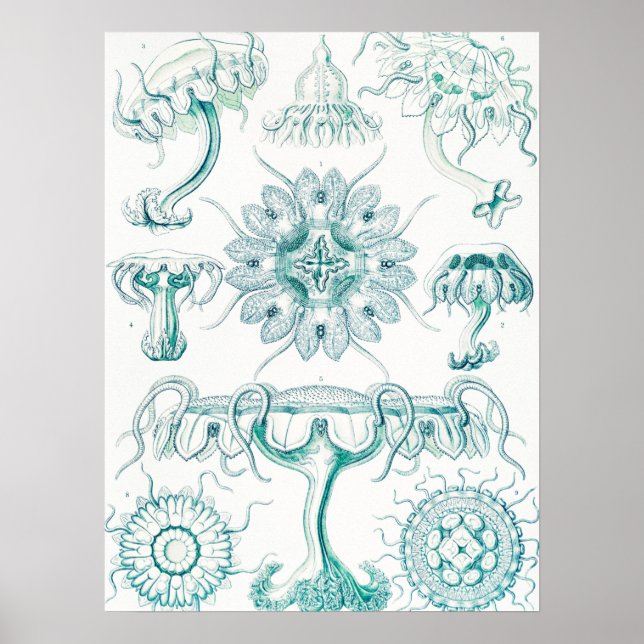 Jellyfish, Discomedusae, Ernst Haeckel Poster (Framsidan)