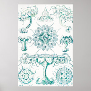 Jellyfish, Discomedusae, Ernst Haeckel Poster