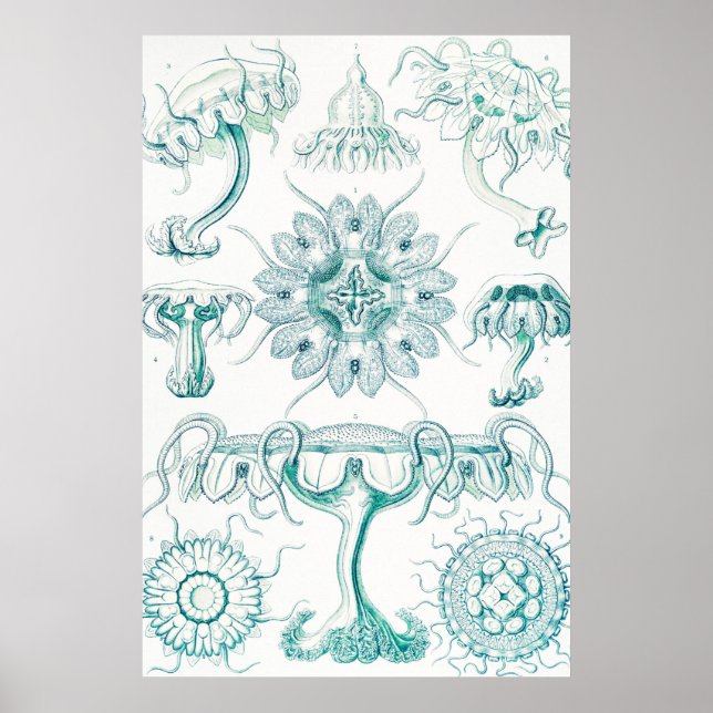 Jellyfish, Discomedusae, Ernst Haeckel Poster (Framsidan)