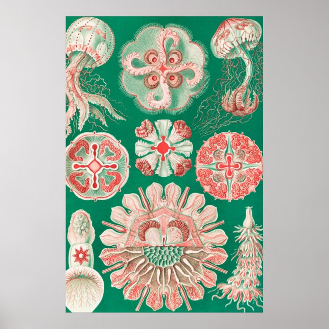 Jellyfish, Discomedusae, Ernst Haeckel Poster (Framsidan)