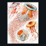 Jellyfish, Discomedusae, Ernst Haeckel Poster<br><div class="desc">Jellyfish,  Discomedusae Scheibenquallen av Ernst Haeckel Poster</div>