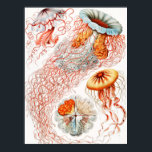 Jellyfish, Discomedusae, Ernst Haeckel Poster<br><div class="desc">Jellyfish,  Discomedusae Scheibenquallen av Ernst Haeckel Poster</div>