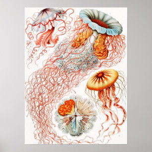 Jellyfish, Discomedusae, Ernst Haeckel Poster