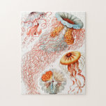 Jellyfish, Discomedusae, Ernst Haeckel Pussel<br><div class="desc">Jellyfish,  Discomedusae Scheibenquallen av Ernst Haeckel Jigszle Puzzle.</div>