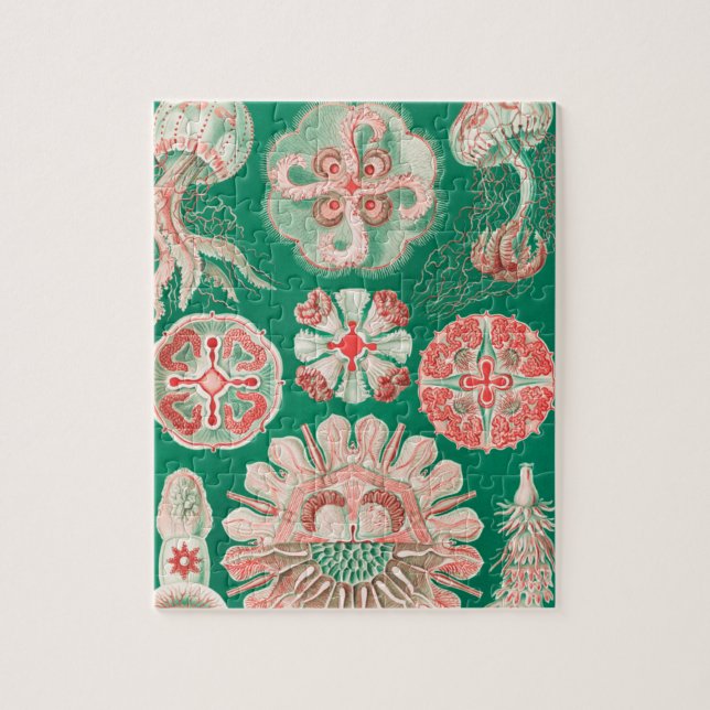 Jellyfish, Discomedusae, Ernst Haeckel Pussel (Vertikal)