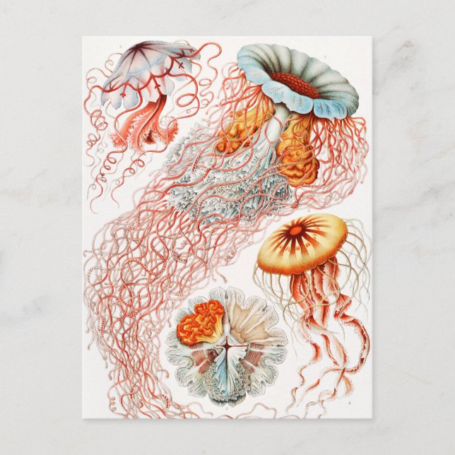 Jellyfish, Discomedusae, Ernst Haeckel Vykort (Framsida)