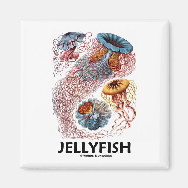 Jellyfish (Ernest Haeckels naturformer) Magnet (Framsidan)