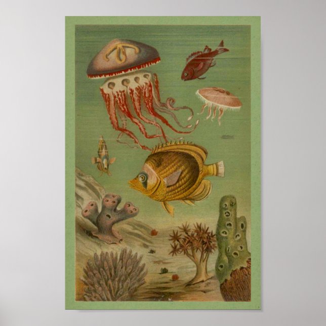 Jellyfish, Fish, Coral Print Poster (Framsidan)