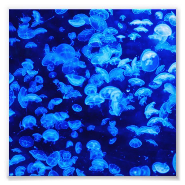 Jellyfish Fototryck (Framsidan)