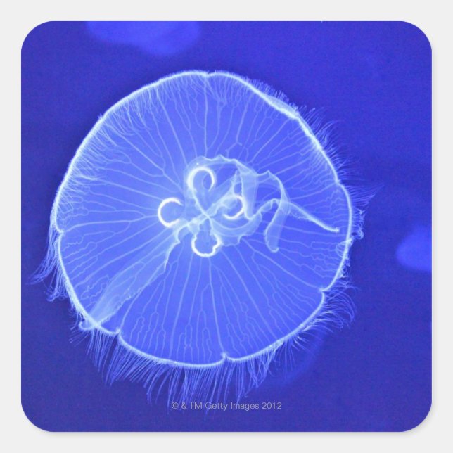 Jellyfish Fyrkantigt Klistermärke (Framsida)