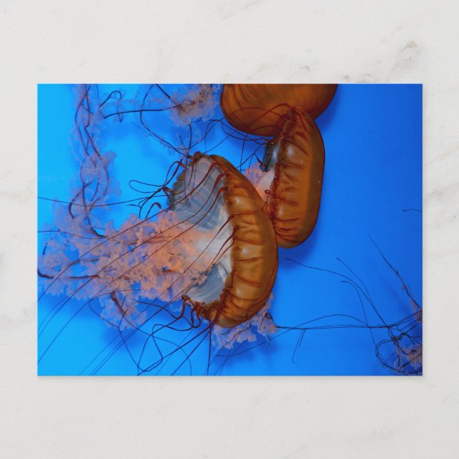 Jellyfish in an Aquarium Vykort (Framsida)