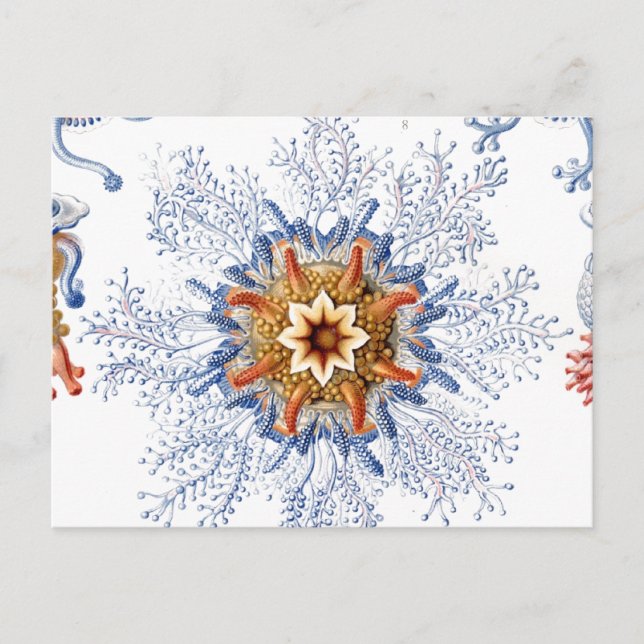 Jellyfish in Orange and Blue Vykort (Framsida)