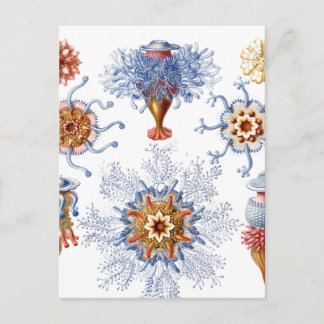 Jellyfish in Orange and Blue Vykort