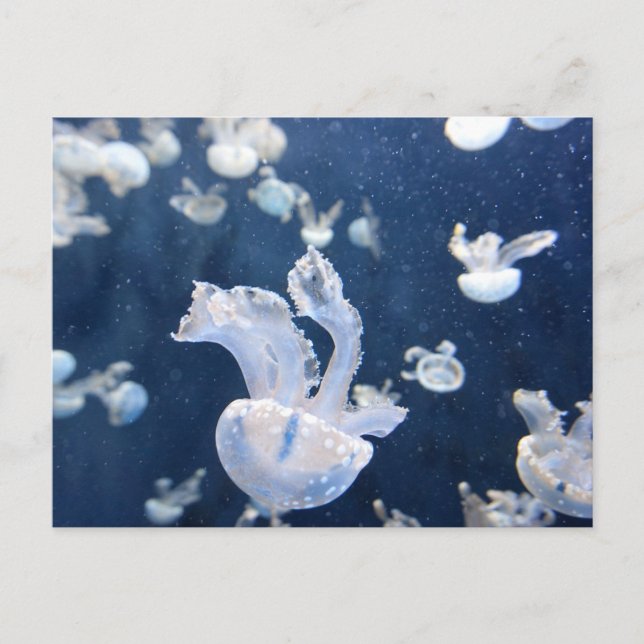 Jellyfish in the Ocean Vykort (Framsida)