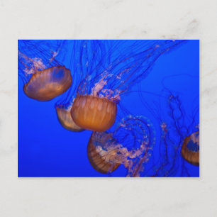 Jellyfish in the Ocean Watercolor Vykort
