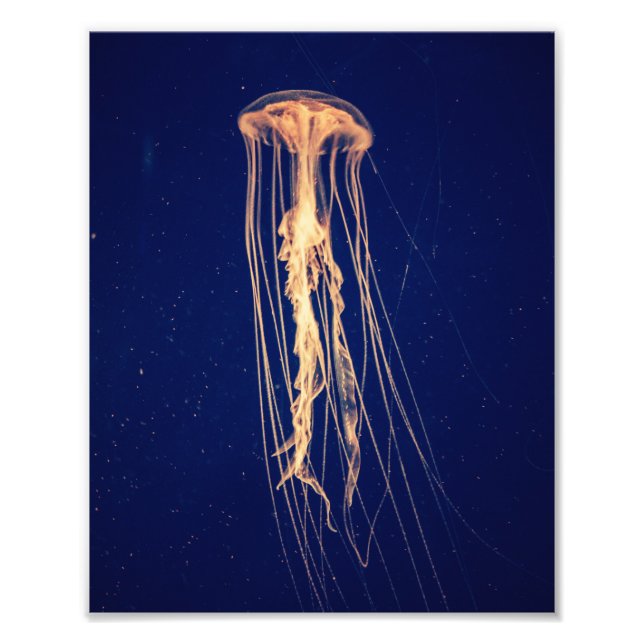 Jellyfish in Vibrant Färg | Fotoutskrift Fototryck (Framsidan)